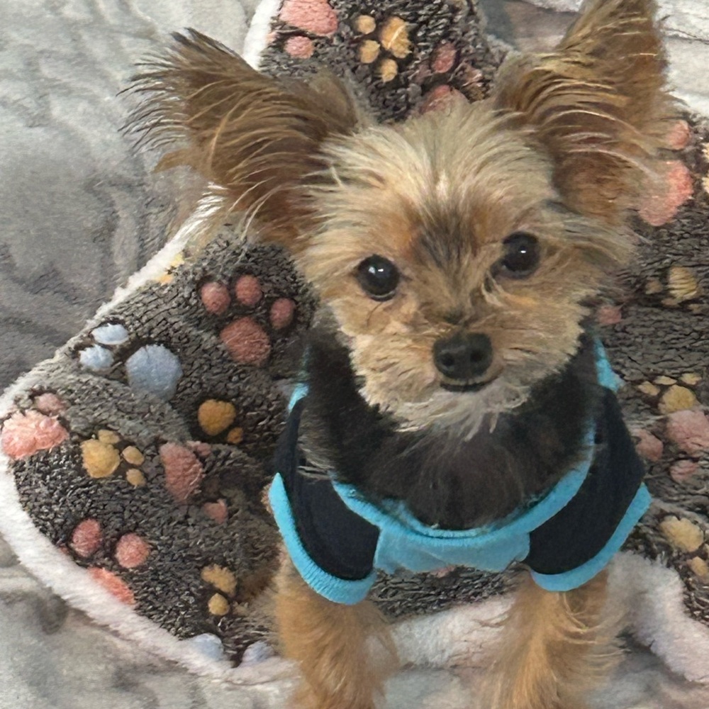 Veterinarian Fees are paid with your purchase for my Yorkies vet bills ♥️🔥🥰 - Picture 14 of 16